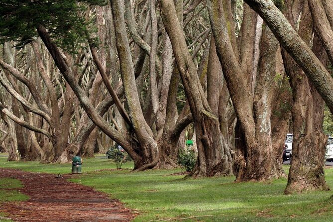 [Stevong Travel] Auckland Highlight Halfday City Tour - Tour Highlights