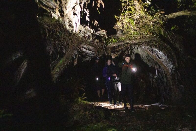 Stewart Island: Wild Kiwi Encounter - Wildlife Highlights