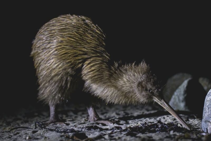 Stewart Island: Wild Kiwi Encounter - Activity Details