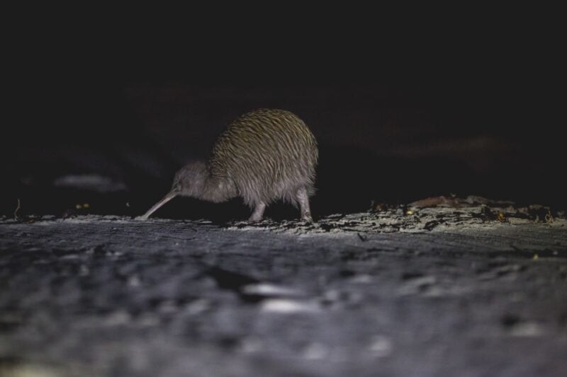 Stewart Island: Wild Kiwi Encounter - Preparing for the Tour