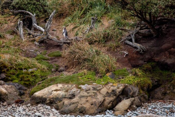 Stewart Island: Wild Kiwi Encounter - Customer Feedback