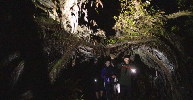 Stewart Island: Wild Kiwi Encounter - Conservation Efforts