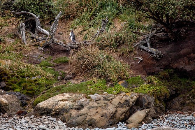 Stewart Island Wild Kiwi Encounter - Positive Traveler Feedback