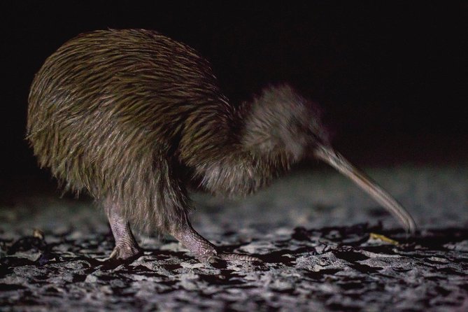 Stewart Island Wild Kiwi Encounter - Criticism and Concerns