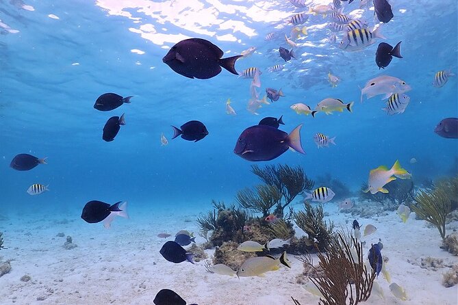 Stingray City and Barrier Reef Snorkel - Confirmation and Duration