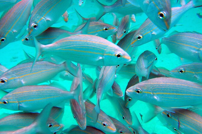 Stingray City and Barrier Reef Snorkel - Questions About Your Stay