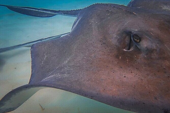 Stingray City Catamaran Sunset Tour - FAQs