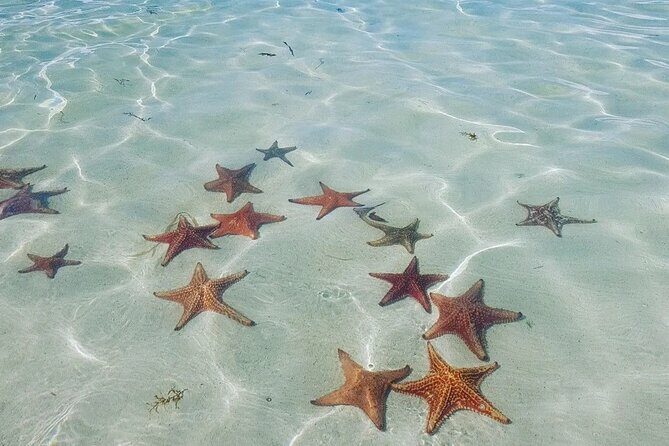 Stingray City Experience Plus Two Snorkeling spots Private Boat - Authentic Encounters and What Travelers Say