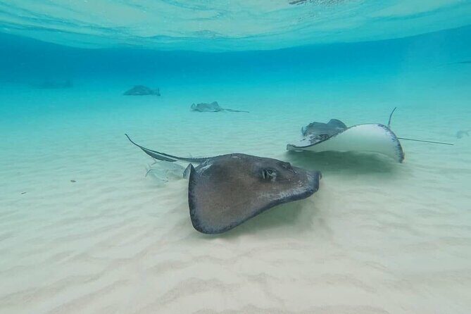 Stingray City Experience Plus Two Snorkeling spots Private Boat - The Sum Up: Who Will Love This Tour?