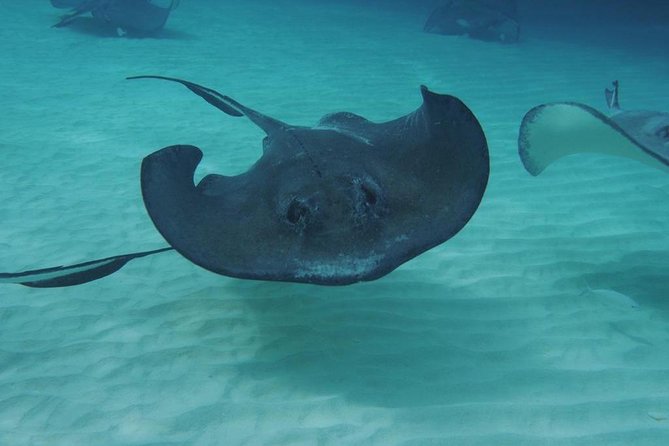 Stingray City Sandbar, Coral Gardens Snorkeling & Starfish Point - Pickup and Meeting Information