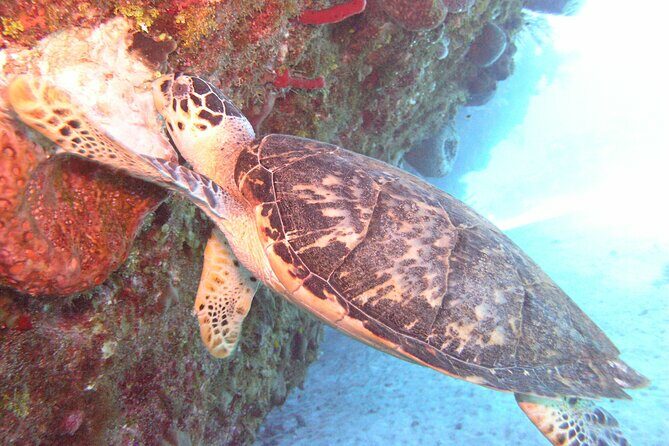 Stingray Sandbar, Snorkeling, and Starfish Point - Key Points