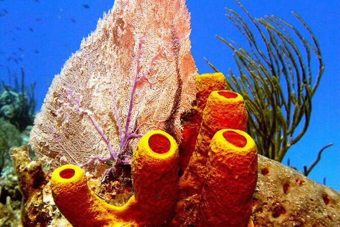 Stingray Sandbar, Snorkeling, and Starfish Point - Pricing & Value for Money