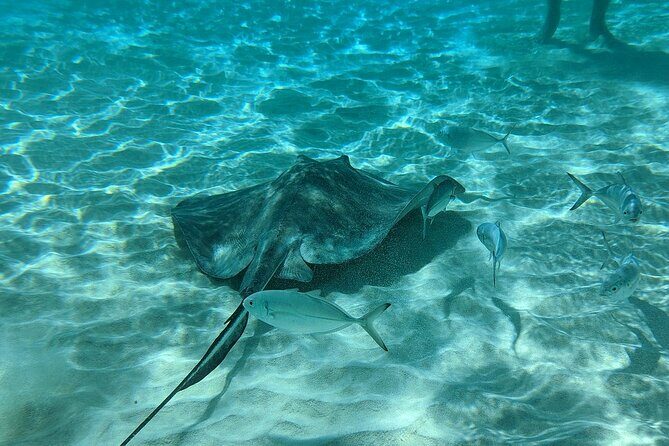 Stingray Sandbar, Snorkeling, and Starfish Point - The Experience Review: Authentic, Memorable, & Enjoyable