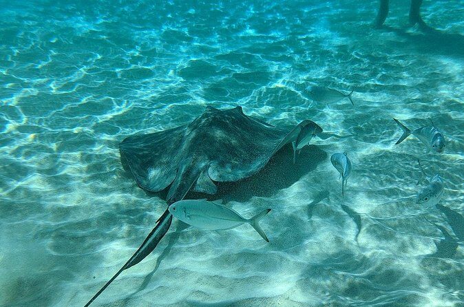 Stingray Sandbar, Snorkeling, and Starfish Point - FAQs