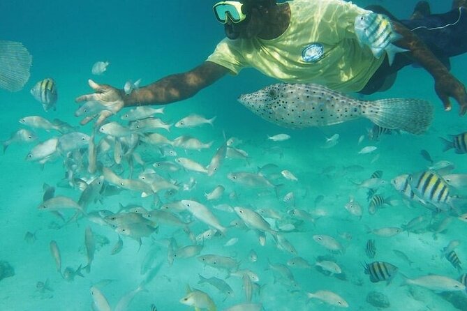 Stingrays, Starfish and Snorkeling Tour - Snorkeling Amidst Vibrant Marine Life