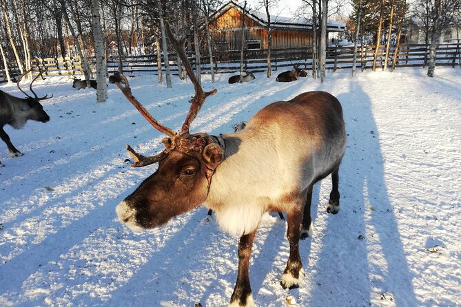 Stockholm Christmas Tour and Food Experience - Pricing and Booking Options