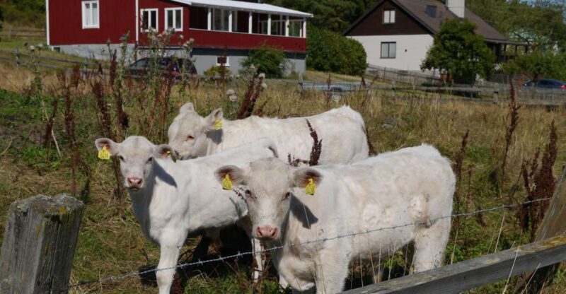 Stockholm Icelandic Horses, Countryside and Swedish History - Good To Know