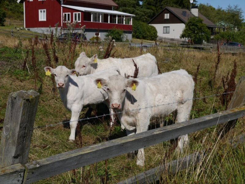 Stockholm Icelandic Horses, Countryside and Swedish History - Tour Inclusions
