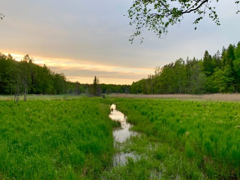 Stockholm: Tyresta National Park Sunset Hike With Meal - Good To Know