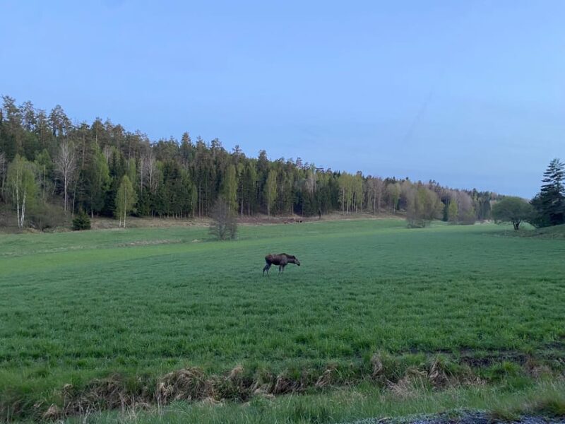 Stockholm: Wildlife Safari - Meeting Point and Directions