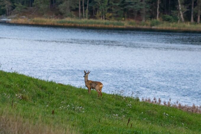 Stockholm: Wildlife Safari - Wildlife Sightings