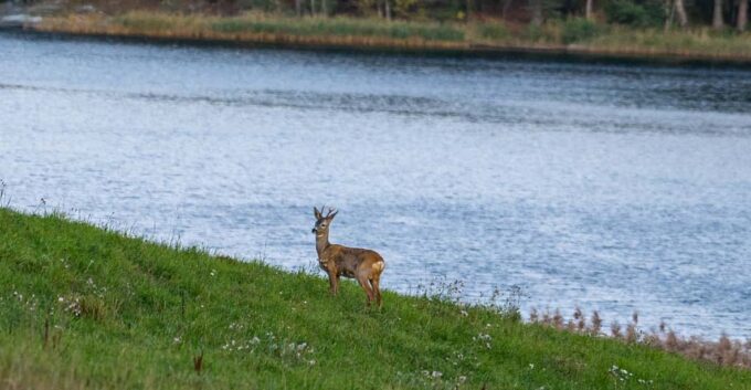 Stockholm: Wildlife Safari - Frequently Asked Questions