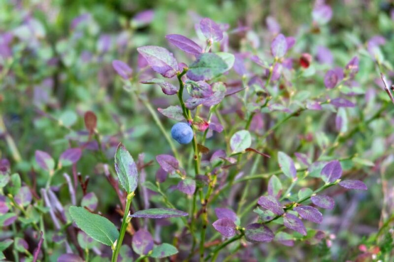 Stockholms Nacka Nature Reserve: 3-hour Hike for Beginners - Good To Know