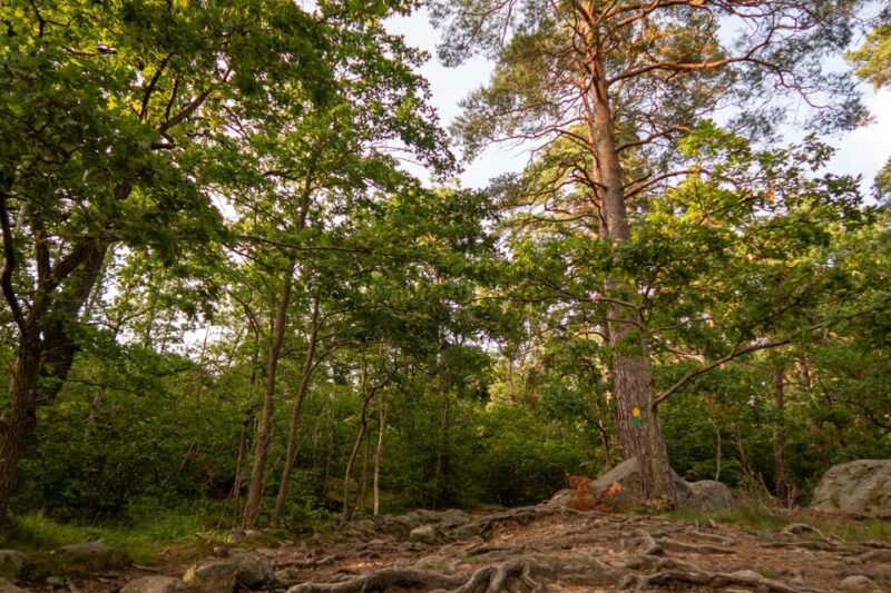 Stockholms Nacka Nature Reserve: 3-hour Hike for Beginners - Cancellation Policy and Restrictions