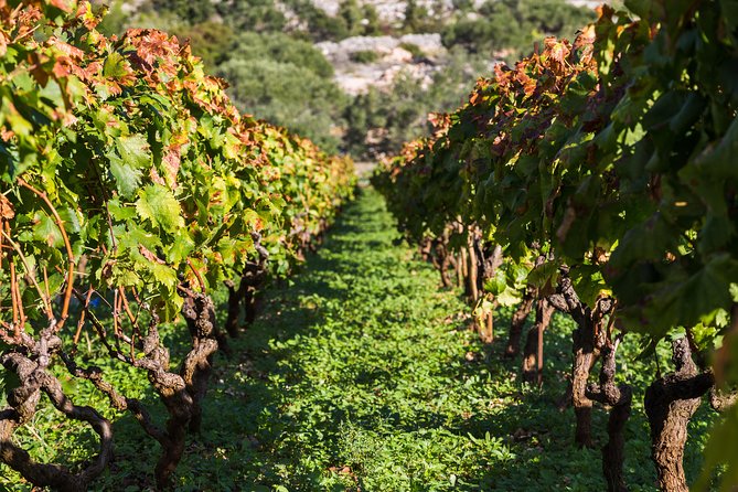 Ston and Peljesac With Wine Tasting Private Tour - Reviews