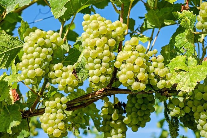 Ston and Peljesac With Wine Tasting Private Tour - Panoramic Views