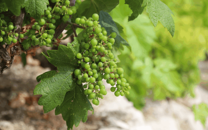 Ston, Peljesac and Korcula Winetasting Tour - Historical Significance