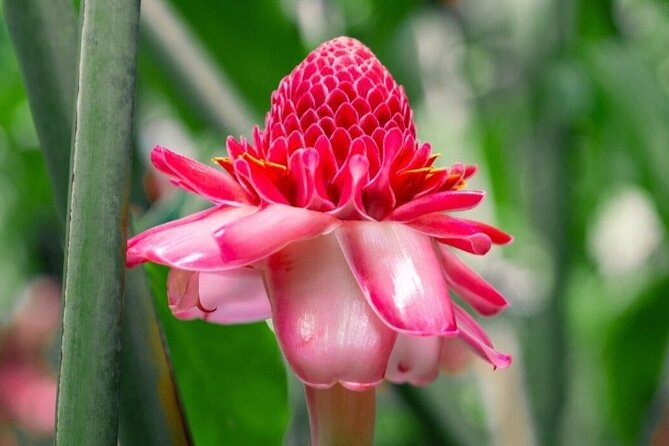 Stopover Cruise - Valombreuse Botanical Garden + Sainte-Anne Beach - About Your Stay