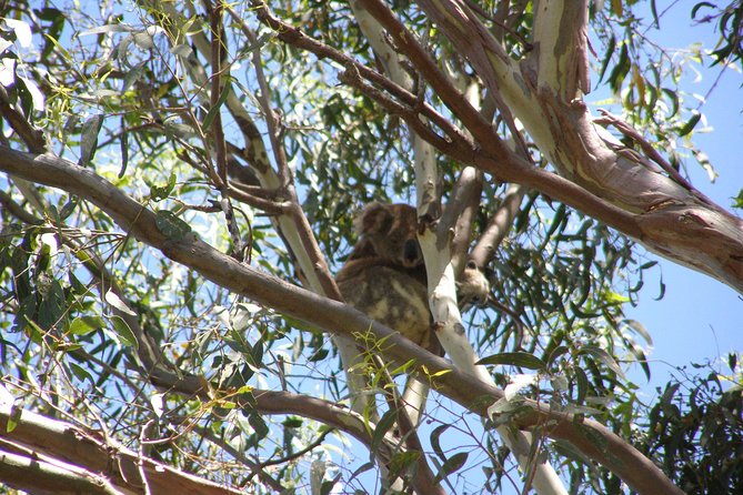 Stradbroke Island 4WD Day Trip From Brisbane - Wildlife Spotting Opportunities