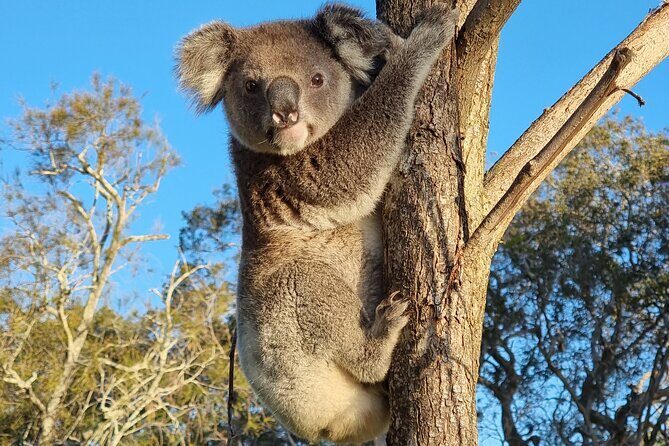 Stradbroke Island Eco Day Trip from Brisbane  Wildlife & Beaches - Key Points