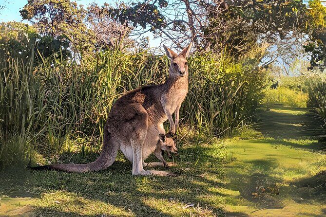 Stradbroke Island Eco Day Trip from Brisbane  Wildlife & Beaches - Point Lookout: Panoramic Ocean Views