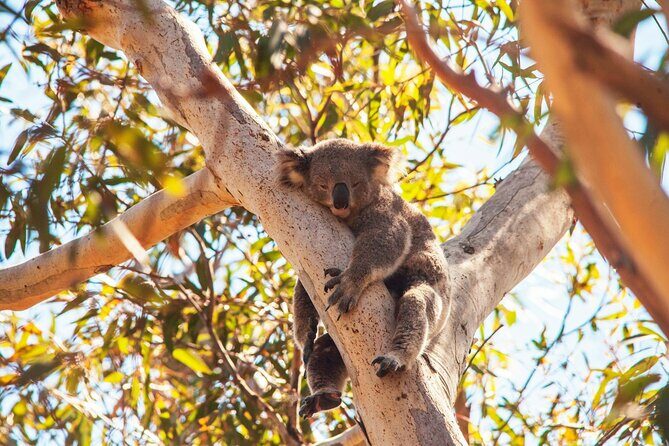Stradbroke Island Eco Day Trip from Brisbane  Wildlife & Beaches - Cylinder Beach: The Perfect Beach Break