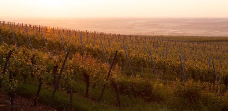 Strasbourg, Colmar, Eguisheim, Riquewihr: Private Excursion - Itinerary