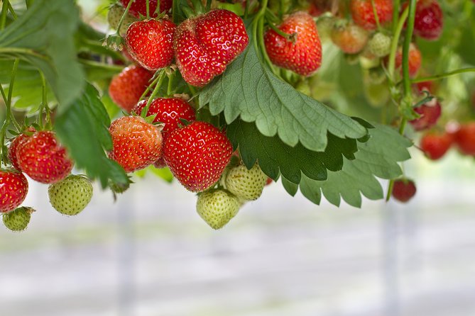 Strawberry & Nami Island & Railbike Trip (+ Opt. Korean Garden) - Tour Inclusions