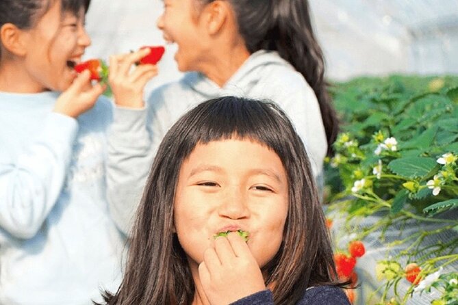 Strawberry Picking and Exploring Beautiful City of Tamba Sasayama - Strawberry Picking Experience