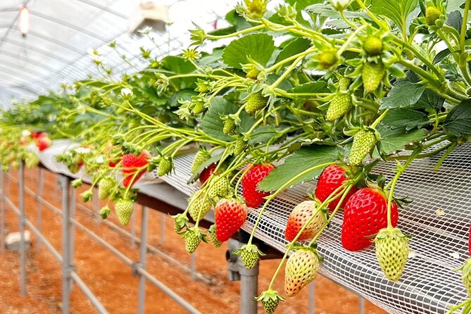 Strawberry Picking and Exploring Beautiful City of Tamba Sasayama - Strawberry Daifuku Making and Tasting