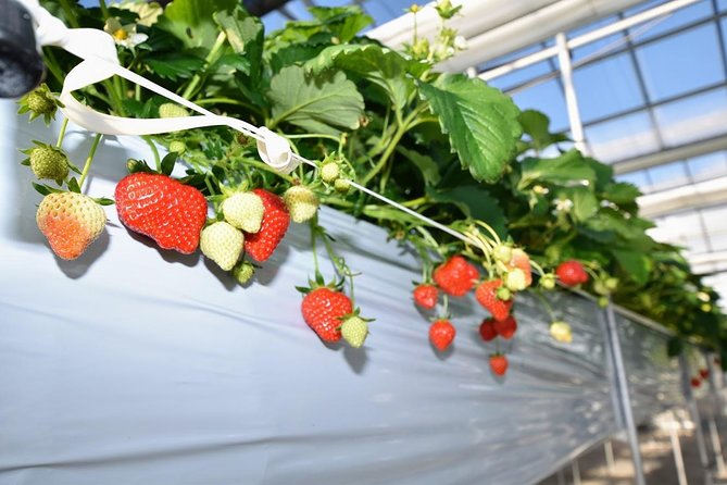 Strawberry Picking and Snow Experience at Mt Fuji Ski Resort for VIP - Discovering the Allure of Strawberry Picking
