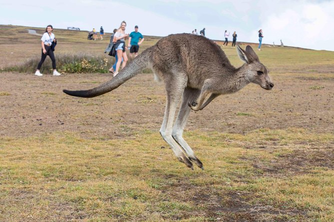 Stray Australia: 8 Day Sydney to Brisbane Koala Tour - Meeting and Pickup