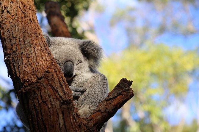 Stray Australia: 8 Day Sydney to Brisbane Koala Tour - Destinations and Activities