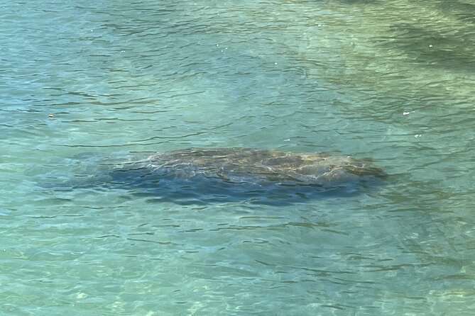 Stuart Private Tiki Boat Tour With Manatee and Dolphin Watching - Spotting Manatees and Dolphins