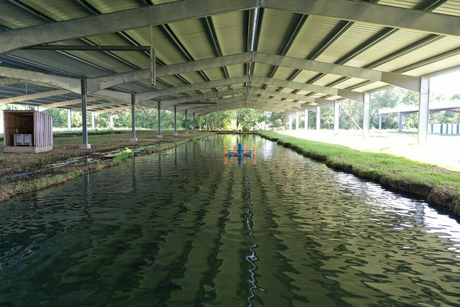 Sturgeon Fish Farm Visit With Caviar-Making Workshop in Neuvic - Hands-on Caviar Production