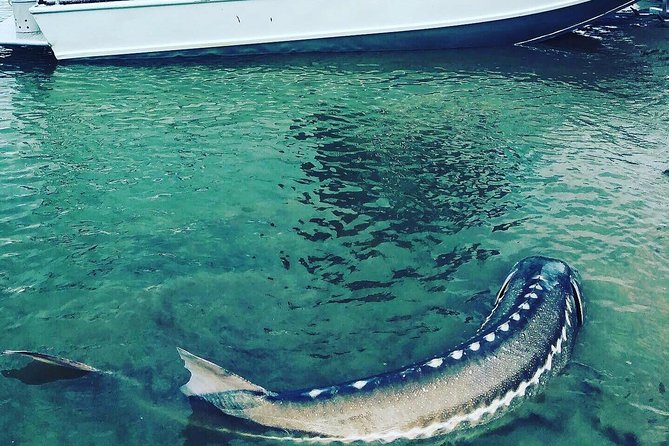 Sturgeon Fishing on the Fraser River - Fishing License Requirements