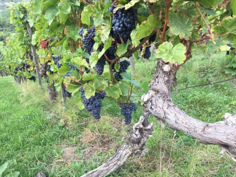 Stuttgart: 2-Hour Vineyard Hike With Tastings - Key Points