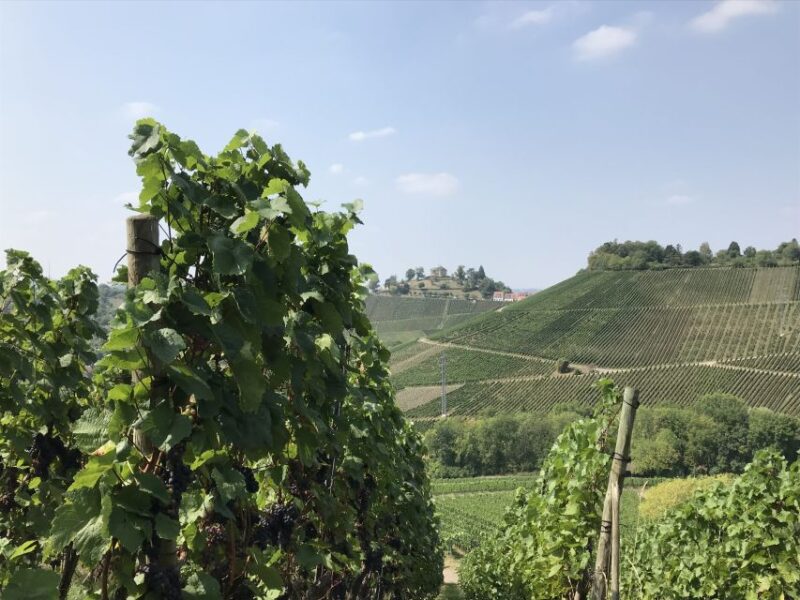 Stuttgart: 2-Hour Vineyard Hike With Tastings - Experience Highlights