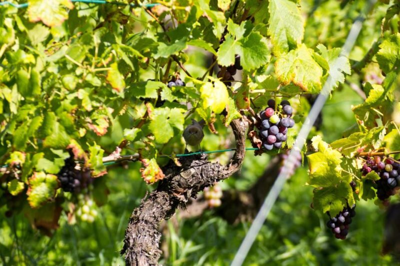 Stuttgart: Guided Vineyards Tour - Key Points