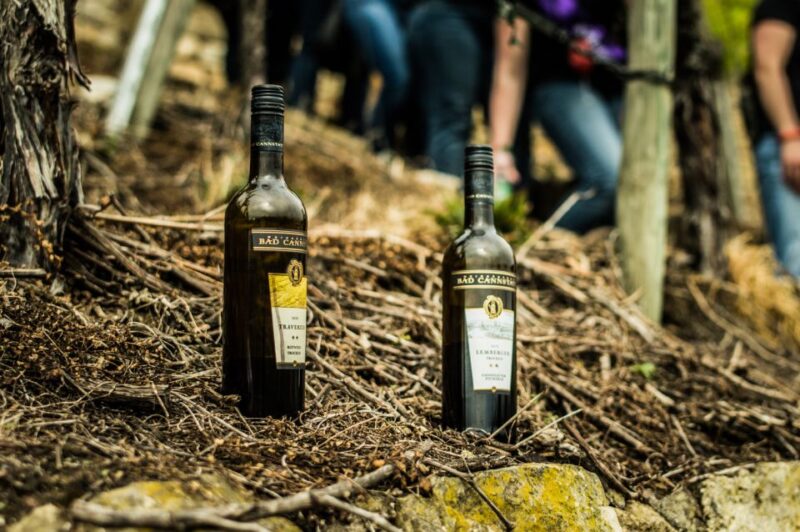 Stuttgart: Guided Vineyards Tour - Experience Highlights